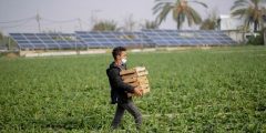 وزارة العمل بغزة تعلن عن فرص عمل للعمال المزارعين- رابط التسجيل